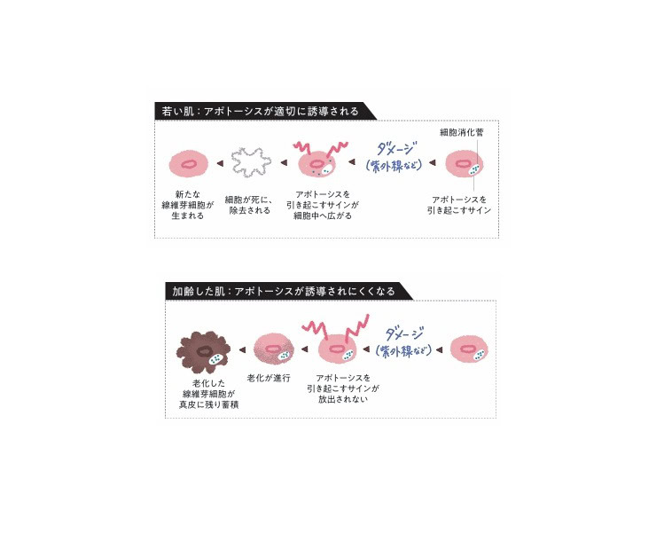 60代の肌には老化細胞が居座り続ける