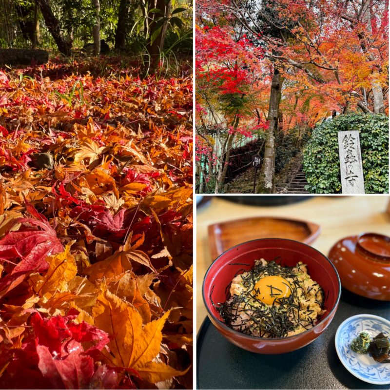 【おすすめ紅葉スポット】何度行っても新しい！地元の友人に教わった「京都の紅葉名所」を巡る大人旅【松尾大社・鈴虫寺・上賀茂神社】
