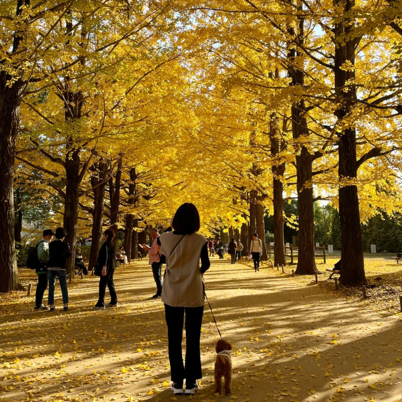 【紅葉スポット】国営昭和記念公園のイチョウ並木は圧巻！犬連れでゆったり散策できるとっておきの場所